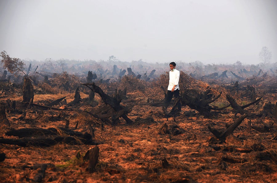 Forest destruction